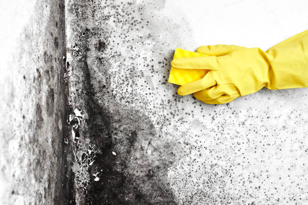 Best Black Mold Remediation in Delavan, IL