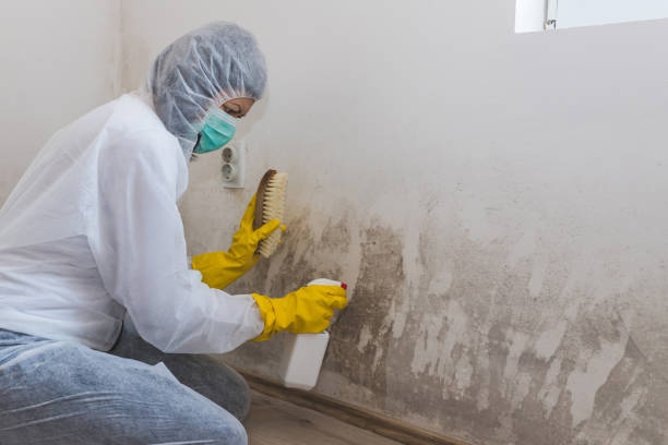 Best Commercial Mold Remediation in Delavan, IL