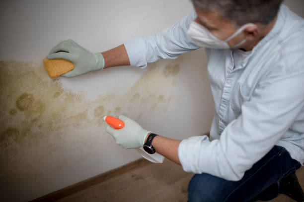 Best DIY Mold Remediation Support Services in Delavan, IL