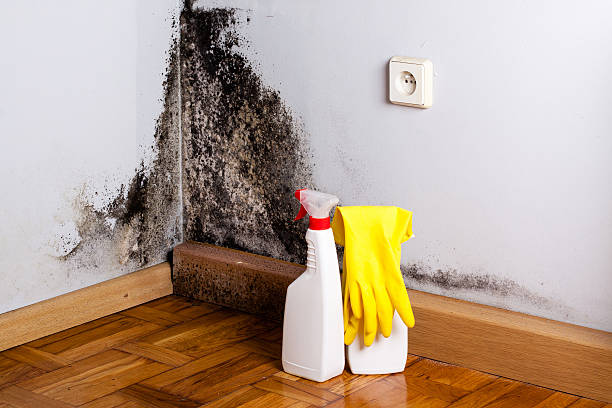Best Localized Mold Remediation (e.g., coastal areas, humid climates) in Delavan, IL