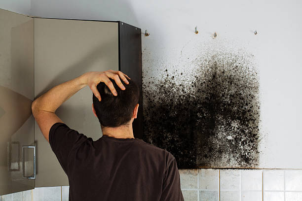 Best Mold Testing and Inspection Services in Delavan, IL