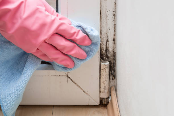 Best Crawl Space Mold Remediation in Delavan, IL